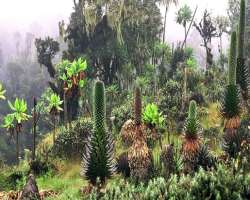 The park is popular among botanists due to the diversity of plants and trees. Also, many endemic species reside in this park. Besides that, it is home